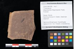 Foto (Objekt + Etikett) von Graminea ? sp.  (NHMW-GEO-2024-0188-0386)